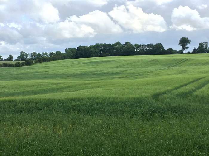 green fields in ireland