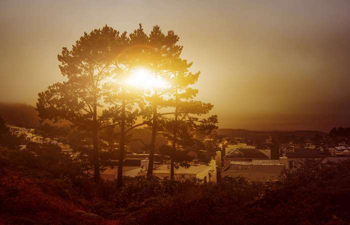 Golden Hour Sun Through Trees Over Town