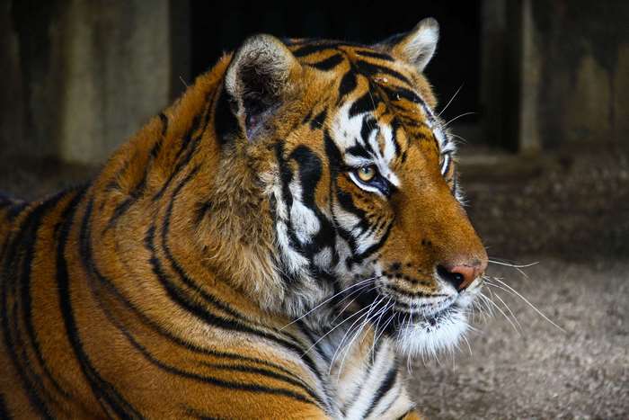 Tiger in a zoo enclosure