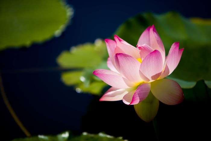 Pink lotus flower on dark water with green leaves 4K