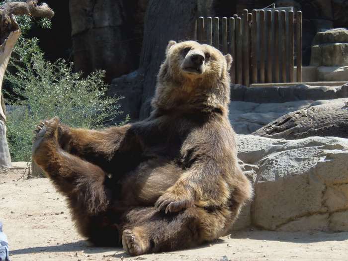 Brown bear sitting in a zoo enclosure