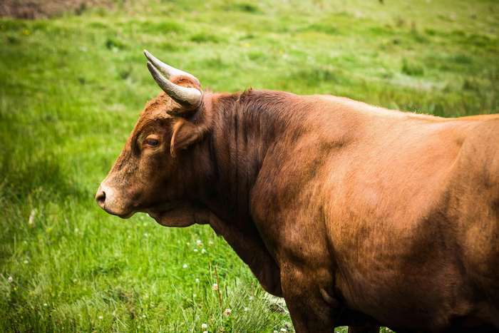 Brown bull with horns in a grassy field