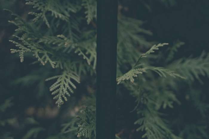 Dark green cedar branches with a dark vertical element