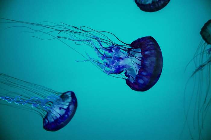 Purple and blue jellyfish underwater