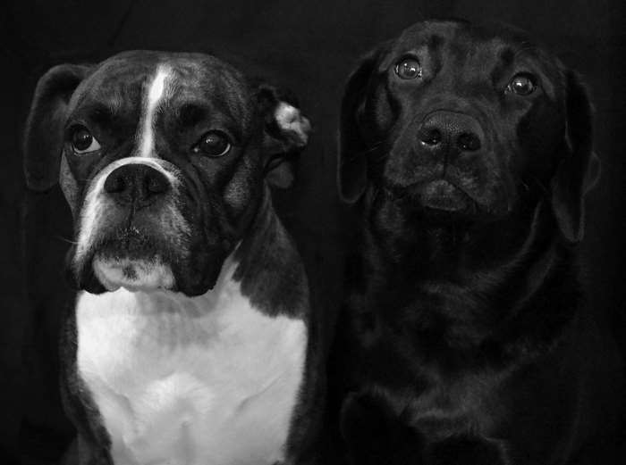 Boxer dog and black Labrador dog portrait