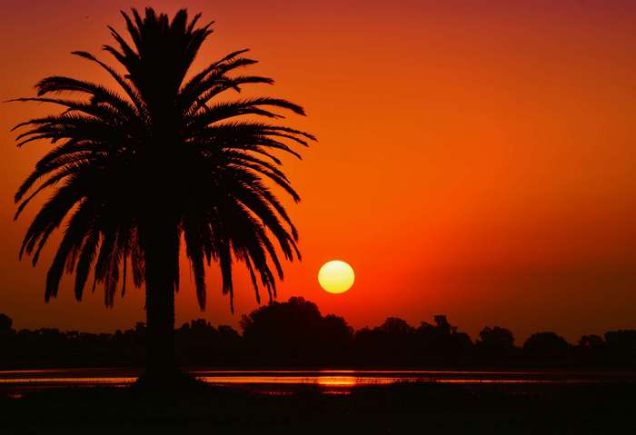 Palm tree silhouette at sunset over laguna 4K