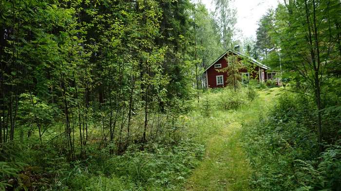 Red house in a green forest