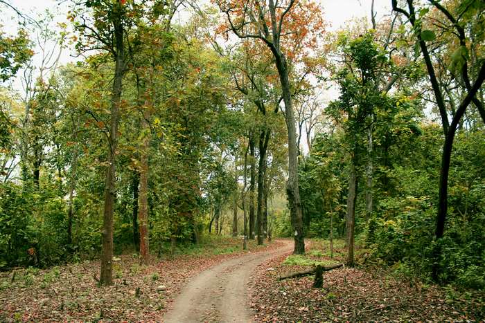 Dirt path through a green forest with fallen leaves