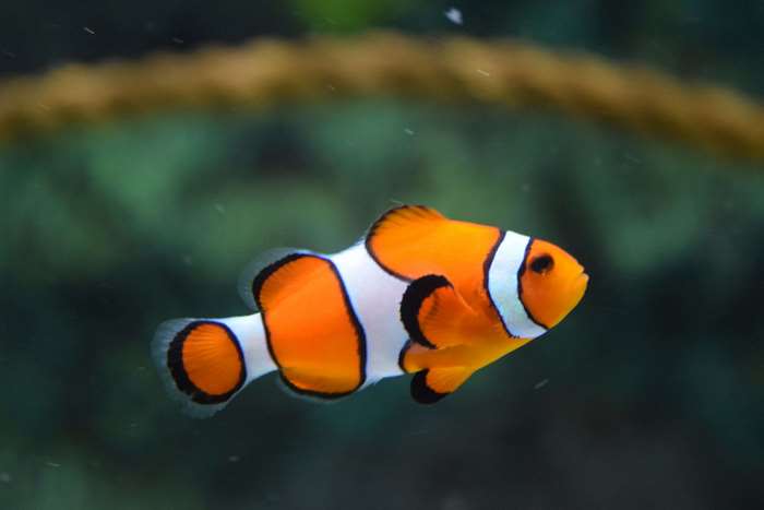 Clownfish swimming underwater