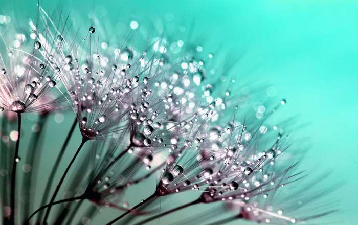 Dandelion seeds with water drops macro photography