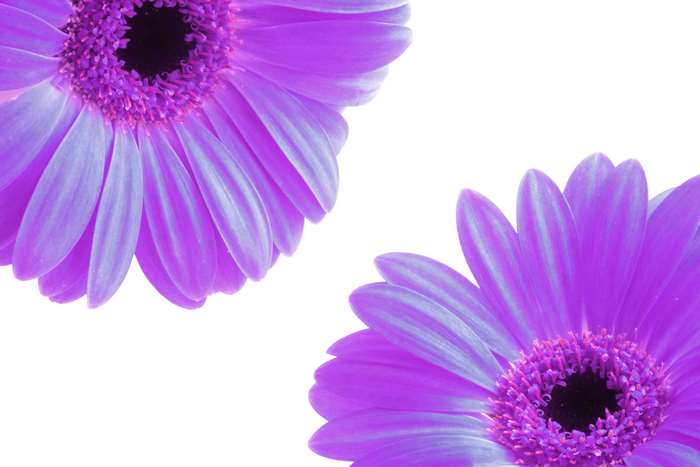Two purple gerbera daisies on a white background