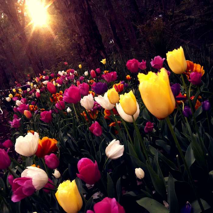 Field of colorful tulips with sun shining through trees