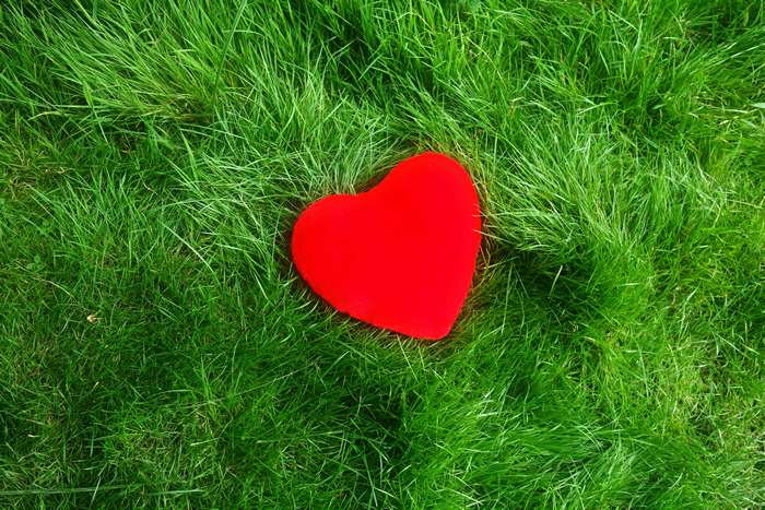 Red heart on green grass