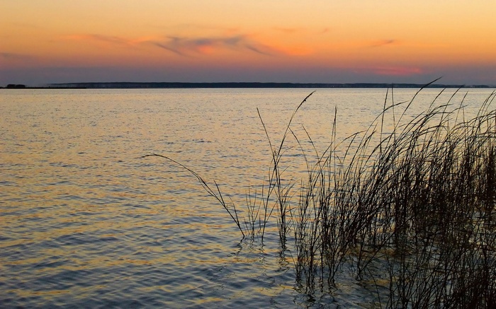 Tall grass in water at sunset over a lake