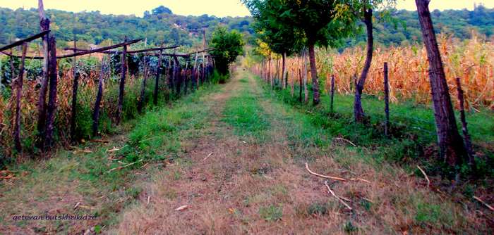 Dirt road through fields and trees
