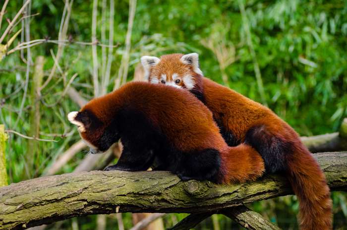 Two red pandas on a tree branch