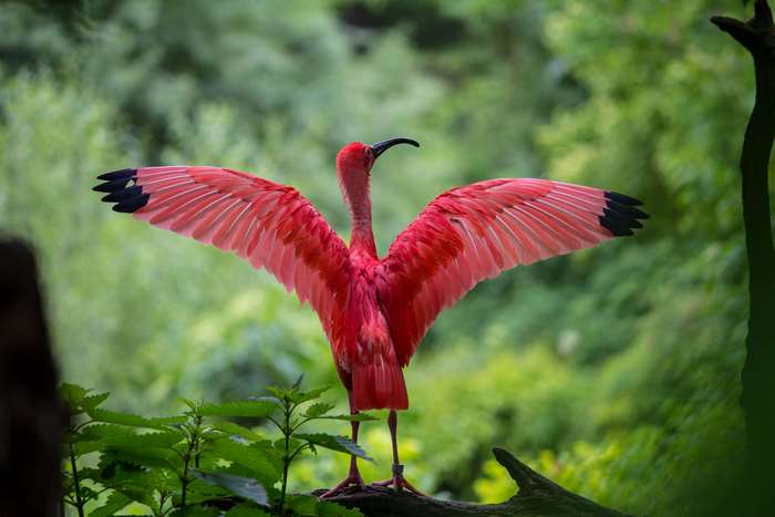 Scarlet Ibis bird with wings spread