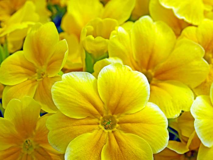 Close-up of yellow primrose flowers in bloom