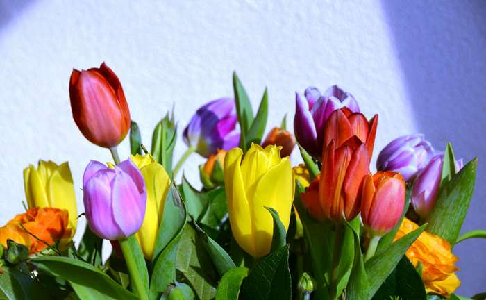 Colorful tulips in bloom