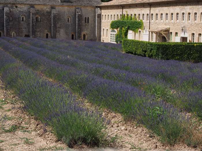 Lavender Fields at Abbaye de Sénanque