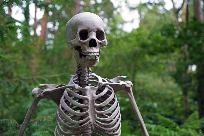 Skeleton in a forest