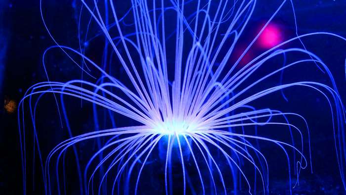 Glowing blue anemone with pink light in dark ocean