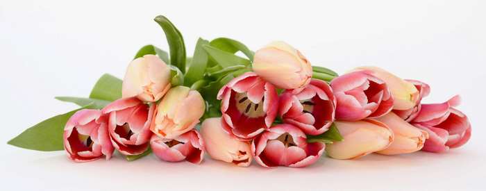 Bouquet of pink and apricot tulips