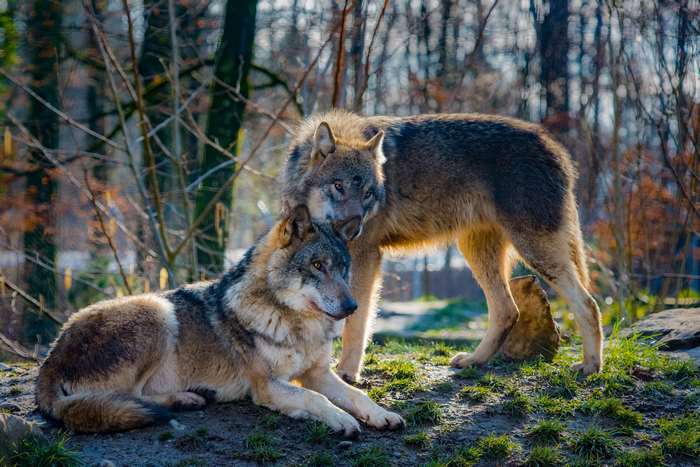 Two wolves in a forest setting