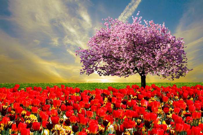 Almond Blossom Tree with Red Tulip Field at Sunset