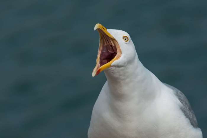 Herring gull with mouth open wide