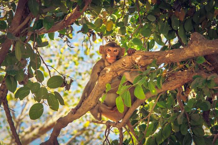 Monkey sitting on a tree branch in India