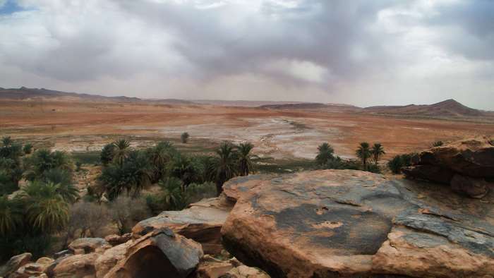 Desert landscape with palm trees and rocky foreground in Algeria 4K