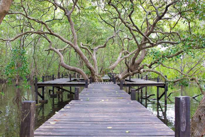 Wooden boardwalk through a mangrove forest in Thailand