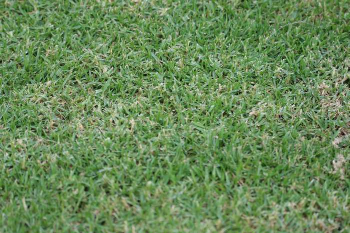 Green grass texture 4K