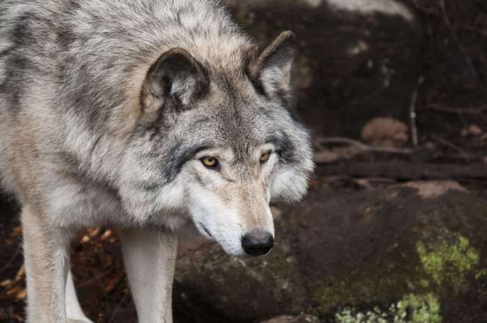Close up of a wolf's face in the wild