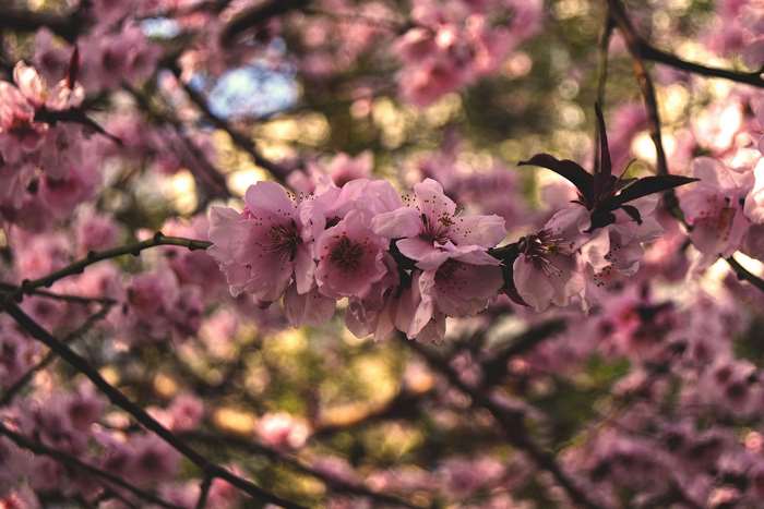 Close up of pink cherry blossoms in bloom