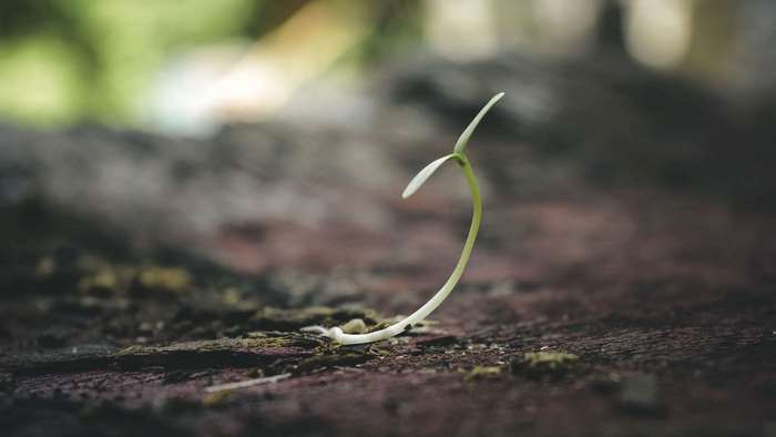 Close up of a young sprout growing from the soil