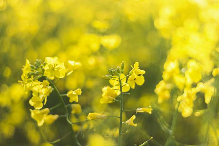 Close-up of yellow canola flowers in a field
