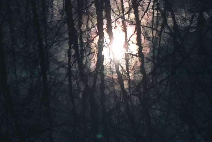 Sunlight reflecting on water through tree branches