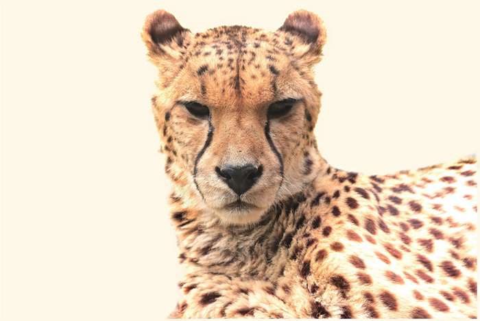 Close-up of a cheetah's face