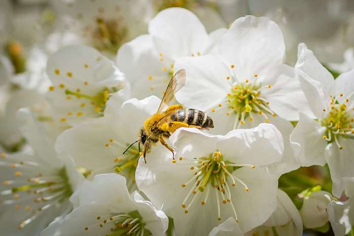 Bee collecting pollen from white cherry blossoms