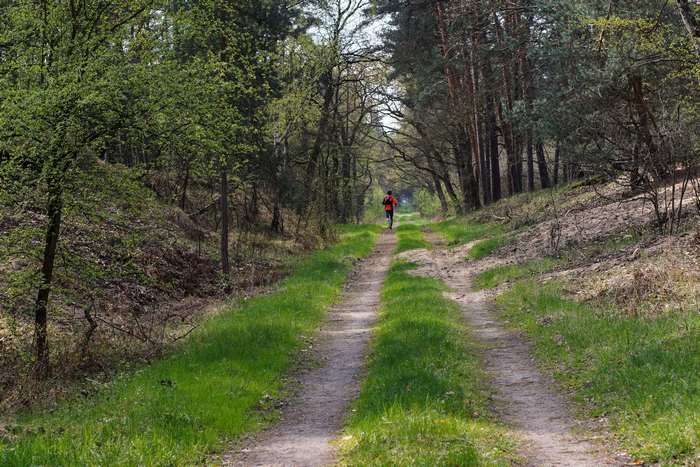 Person running on a forest path in Poland