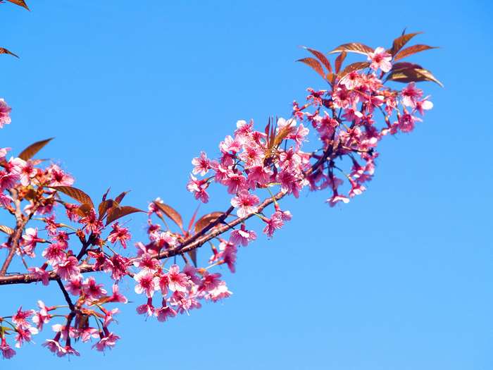 Pink cherry blossoms on a branch against a blue sky