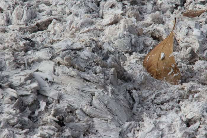 Pile of ash with a single brown leaf