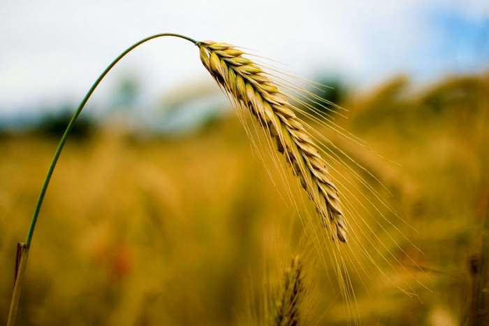 Close-up of a single wheat stalk in a field