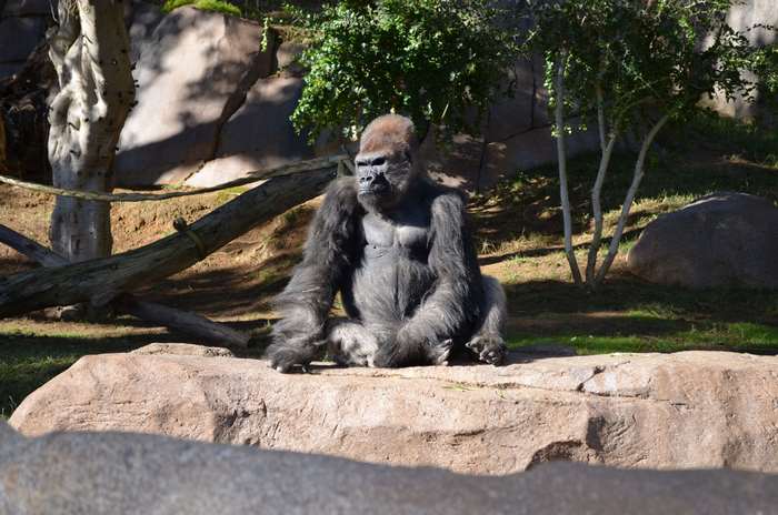Gorilla sitting on a rock at San Diego Zoo