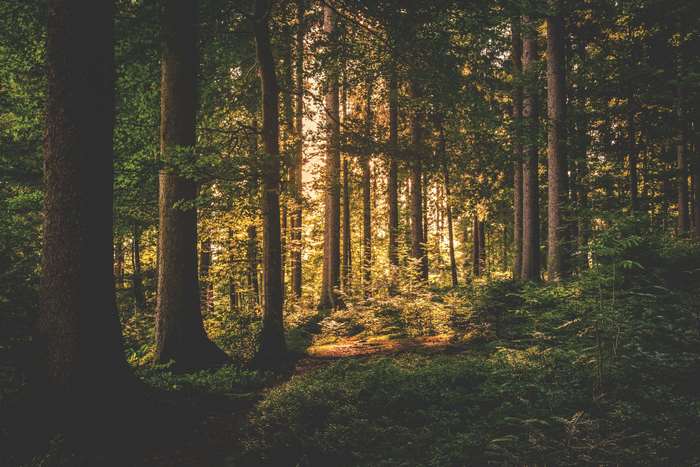 Sunlight filtering through trees in a forest