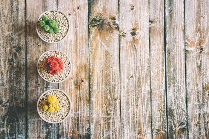 Three potted succulents on a wooden surface