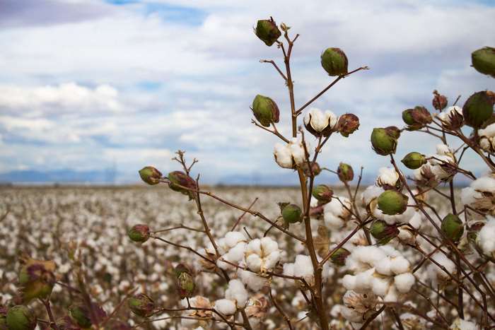 Cotton field under a cloudy sky
