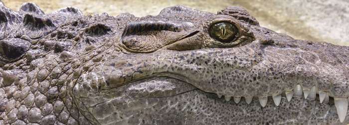 Close up of a crocodile's head and eye